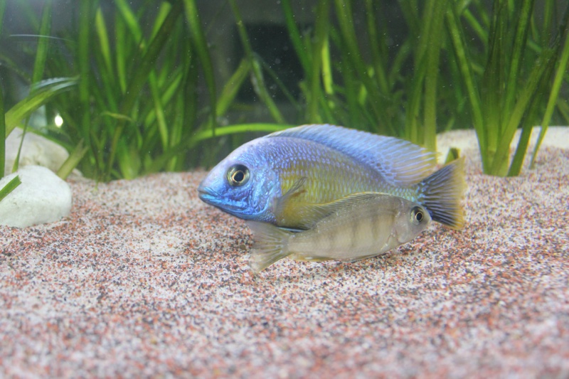 Protomelas sp. 'steveni taiwan' Taiwanee Reef